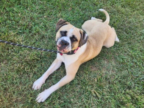 JEREMY - American Bulldog available for adoption