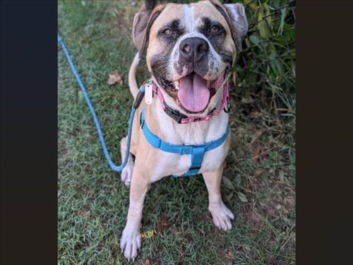 JEREMY - American Bulldog available for adoption