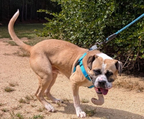 JEREMY - American Bulldog available for adoption