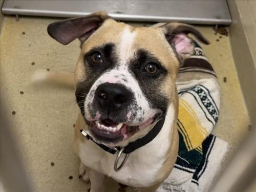 JEREMY - American Bulldog available for adoption