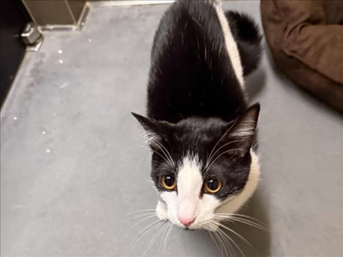 BARNEY - Domestic Short Hair available for adoption
