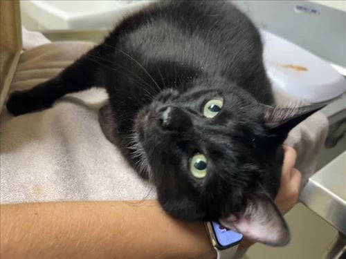 CHOOCHY - Domestic Short Hair available for adoption