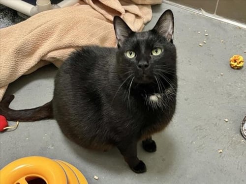 CHOOCHY - Domestic Short Hair available for adoption