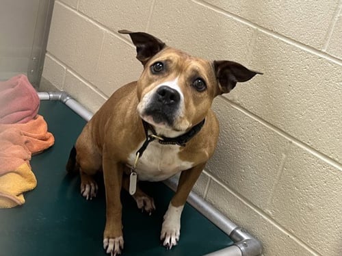 GLADYS - Boxer available for adoption