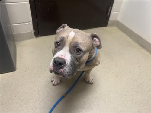QUASIMODO - Bulldog available for adoption