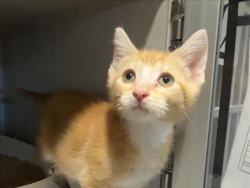MR BIG GUY - Domestic Short Hair available for adoption