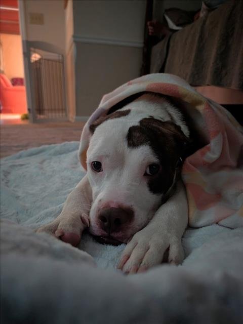 DEAN - Pit Bull Terrier available for adoption
