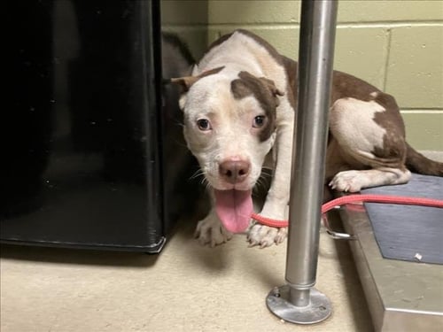 DEAN - Pit Bull Terrier available for adoption