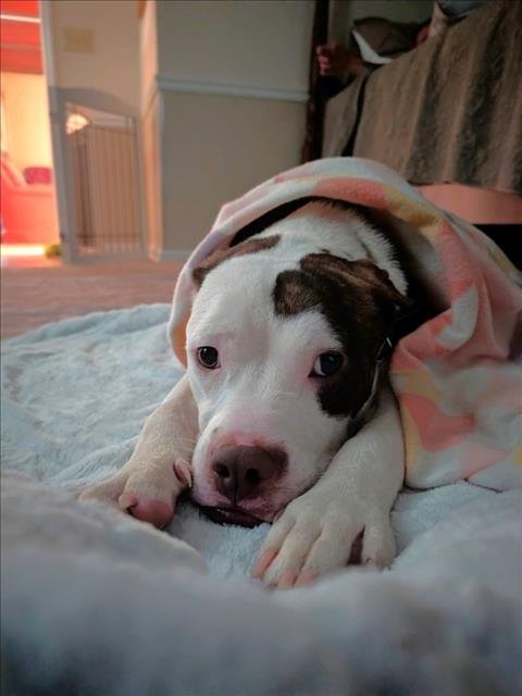 DEAN - Pit Bull Terrier available for adoption
