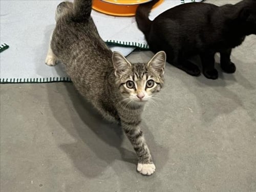 BLOSSOM - Domestic Short Hair available for adoption
