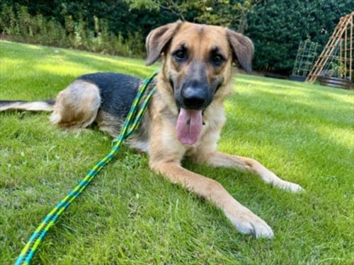 GLENDA** - German Shepherd Dog available for adoption