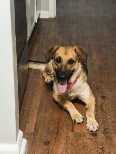 GLENDA** - German Shepherd Dog available for adoption
