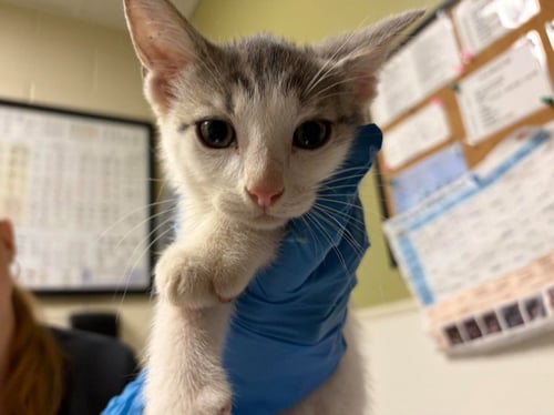 SANDERSON - Domestic Short Hair available for adoption