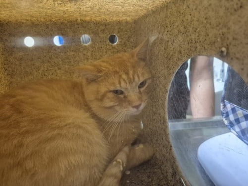 CHARLES - Domestic Short Hair available for adoption