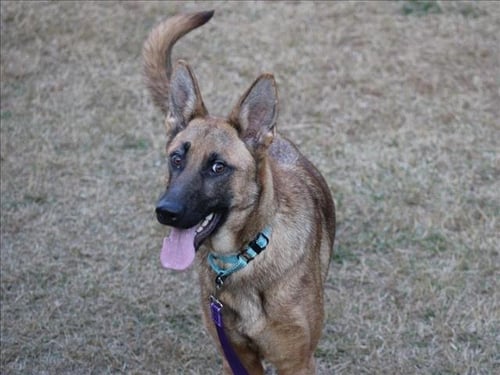 HOPE - German Shepherd Dog available for adoption