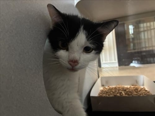YAHTZEE - Domestic Short Hair available for adoption