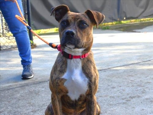 REESIE - Pit Bull Terrier available for adoption