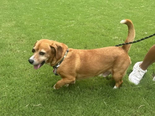 TOBI - Basset Hound available for adoption