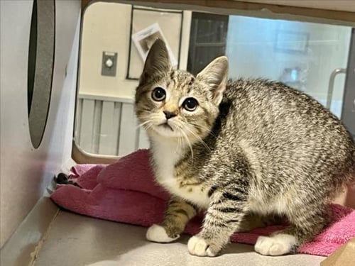 BEANS - Domestic Short Hair available for adoption
