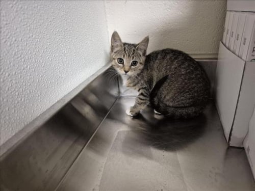 BEANS - Domestic Short Hair available for adoption