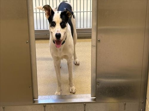 ROSEBUD - Terrier available for adoption