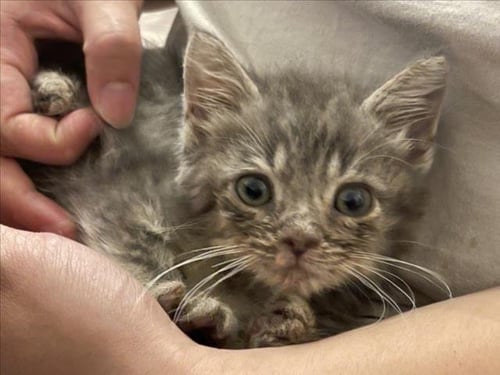 KETCHUP - Domestic Short Hair available for adoption