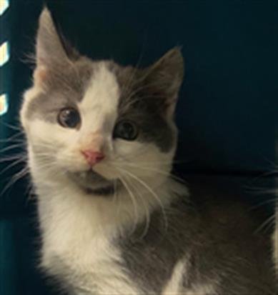 SNAGGLES - Domestic Short Hair available for adoption