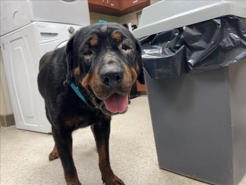 INDIANA** - Rottweiler available for adoption