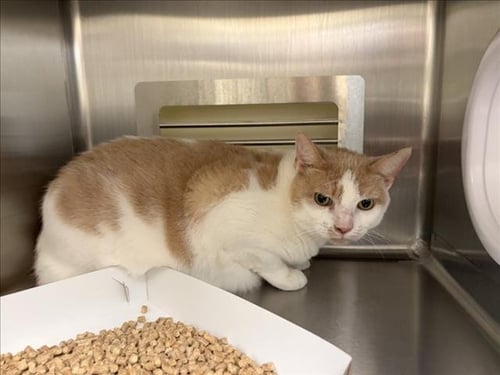 FORD - Domestic Short Hair available for adoption