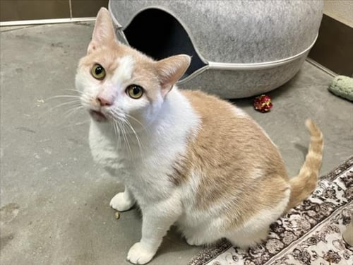 FORD - Domestic Short Hair available for adoption