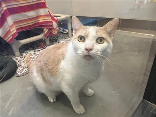 FORD - Domestic Short Hair available for adoption