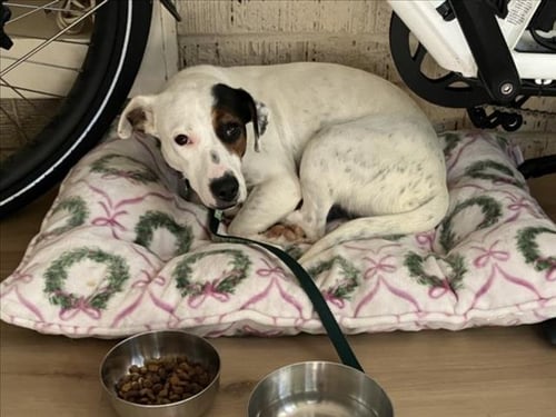 WISHBONE - Jack Russell Terrier (Parson Russell Terrier) available for adoption