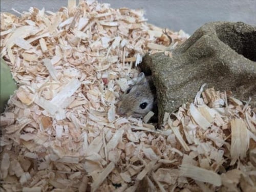 EPSILON - Gerbil available for adoption