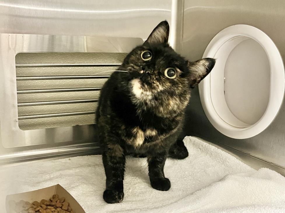 NATALIE - Domestic Short Hair available for adoption