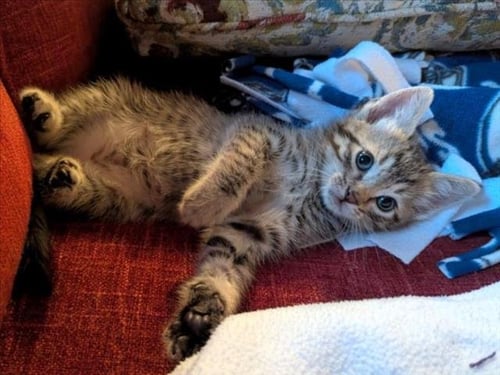LAMBO - Domestic Short Hair available for adoption