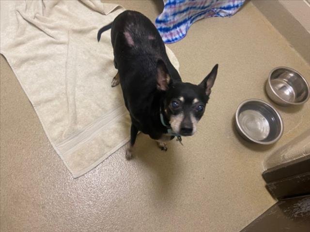 ROCKY B - Chihuahua available for adoption