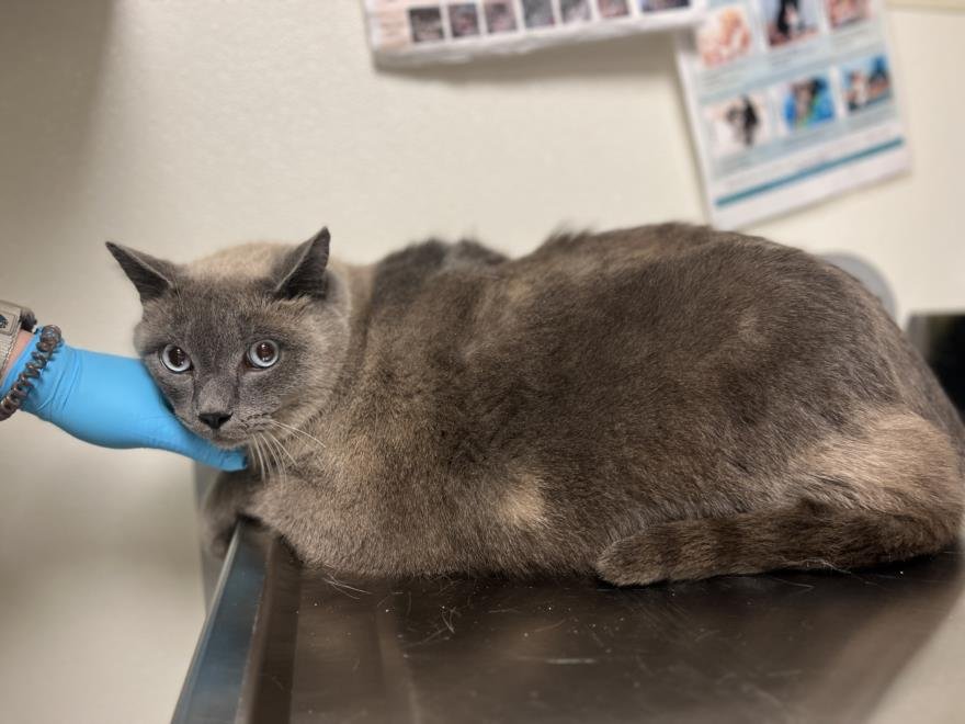 YANG - Domestic Short Hair available for adoption