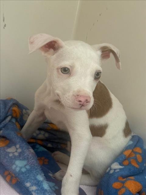 GHOST - Pit Bull Terrier available for adoption