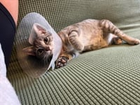 CAT TALES - Photo 1