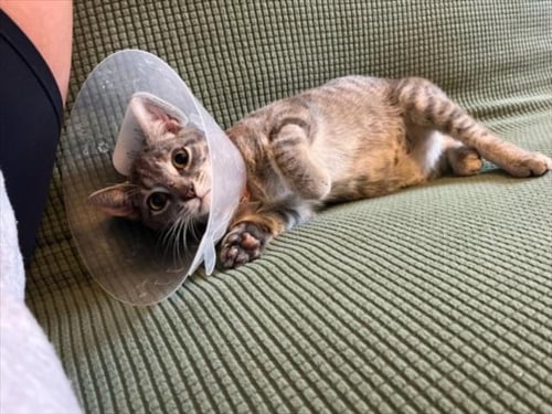 CAT TALES - Domestic Short Hair available for adoption