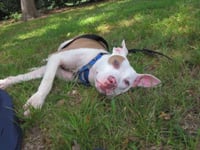 BILLY - Photo 1