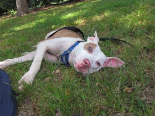 BILLY - Hound available for adoption