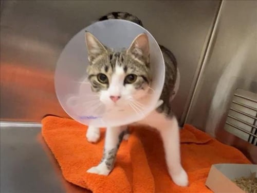 LOUIE - Domestic Short Hair available for adoption