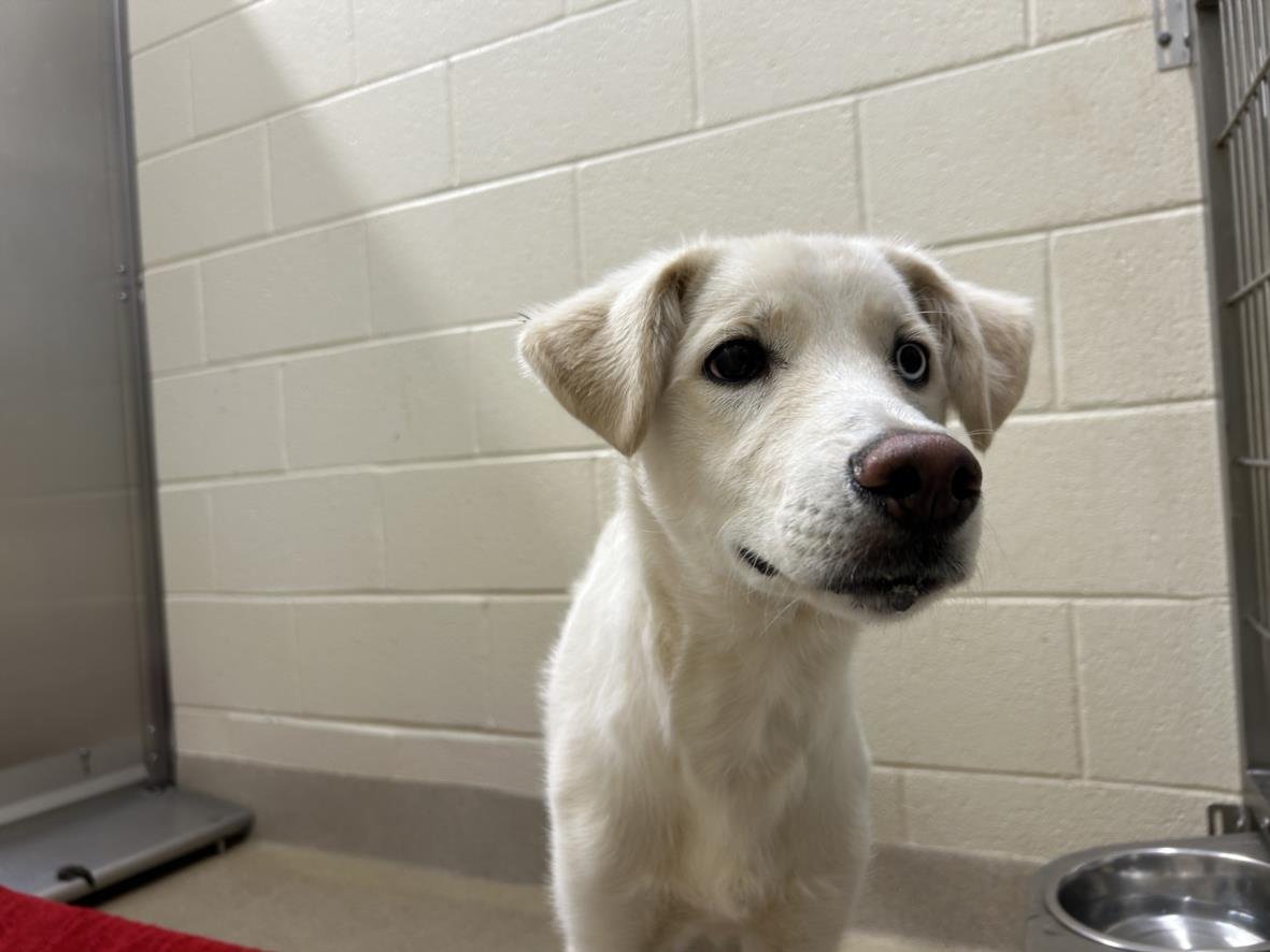 WINTER - Husky available for adoption