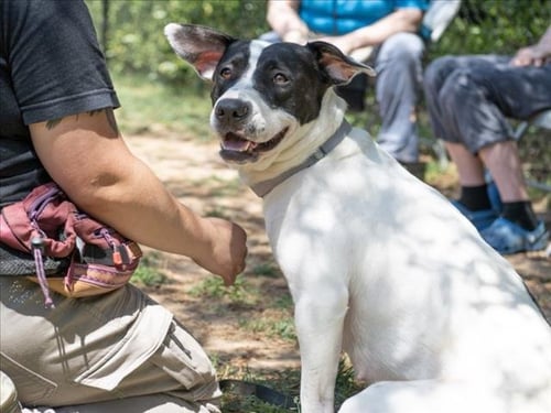 MANCHA - American Staffordshire Terrier available for adoption