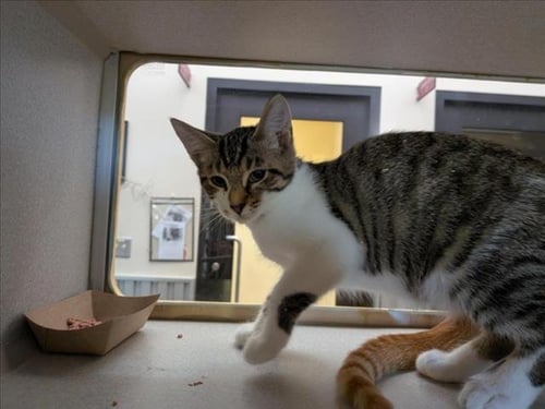 NEZHA - Domestic Short Hair available for adoption