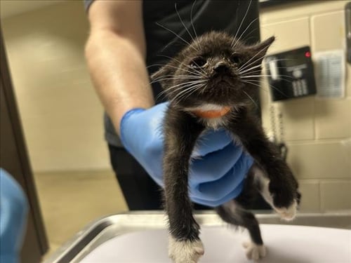 ORANGE - Domestic Short Hair available for adoption