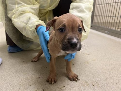 TWYLA - Hound available for adoption