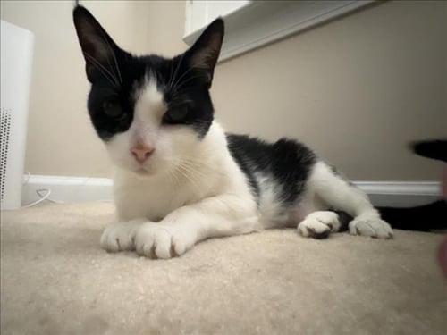 MINOR - Domestic Short Hair available for adoption