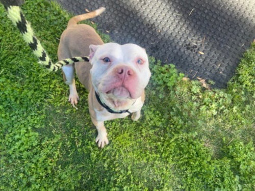 LADADOO - Pit Bull Terrier available for adoption